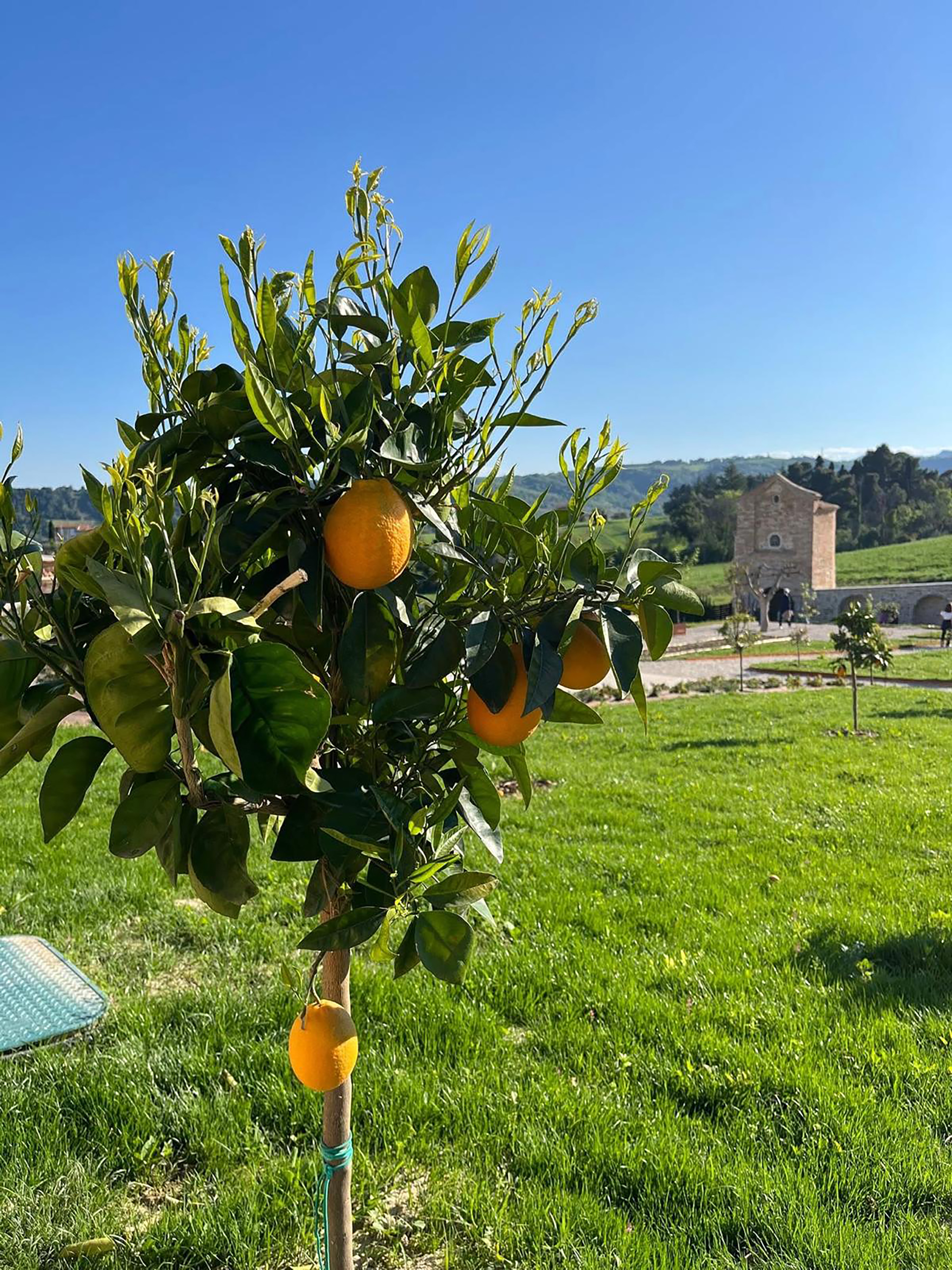 HORTUS vivi il giardino